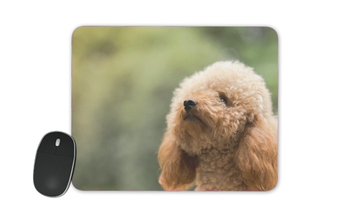  poodle on grassy field voor Mousepad