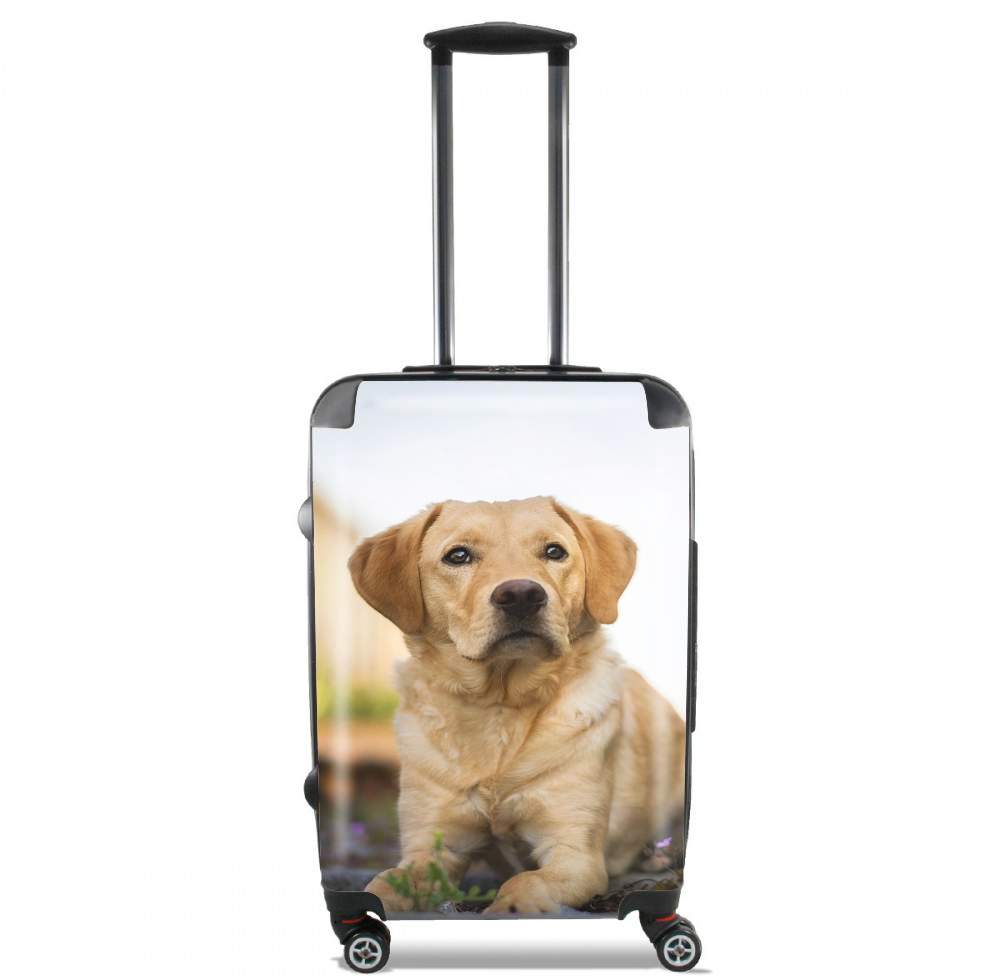  Labrador Dog voor Handbagage koffers